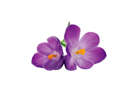 The Art of Versatility: Purple Floral Watercolor in Modern Design
